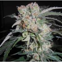 Ace Seeds - Malawi Breeders Pack Regolare - 20 semi