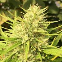 Ace Seeds - Malawi x Panama - Fem 1