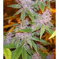 Ace Seeds - Pakistan Chitral Kush Breeders Pack Femminizzati - 15 semi