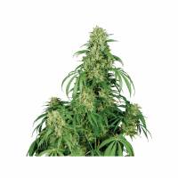 Buddha Seeds  - Auto Calamity Jane - 5 Auto