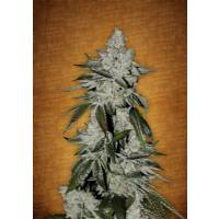 Fast Buds - Girl Scout Cookies auto 1