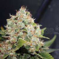 BCN Sour Diesel - 3 Fem