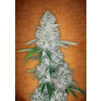 Fast Buds - Gorilla Glue auto 10