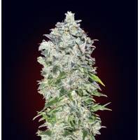 00 Seeds - Auto 00 Kush - 3 Auto