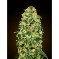 00 Seeds - Auto California Kush - 3 Auto