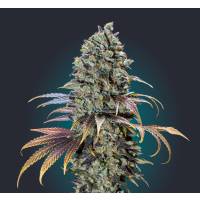 00 Seeds - Chocolate Cream - 3 Fem