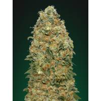  00 Seeds - White Widow - 3 fem