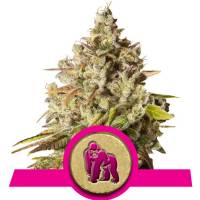 Royal Queen Seeds - Royal Gorilla - 10 fem