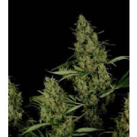 Resin Seeds - Critical Haze - 5 fem