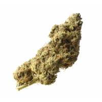 Amsterdam Genetics - White Choco Haze 3 fem