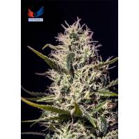 Positronics - One Love Haze - 6 fem