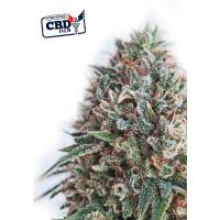 Positronics - CBD+ Critical #47 - 1 Fem
