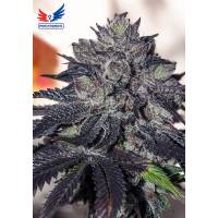 Positronics - Gordo Master Kush - 6 fem