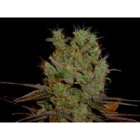 Soma Seeds - G13 Haze Somango - 5 Reg