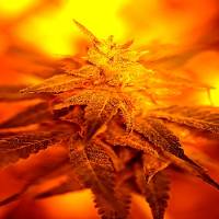 Delta 9 Labs - Fondue - 5 fem