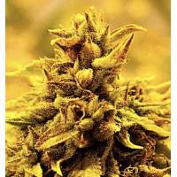 Delta 9 Labs - Kopasetic Kush - 5 fem