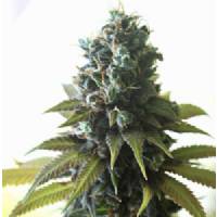 Delta 9 Labs - Southern Lights#7 - 5 fem