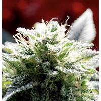 Delta 9 Labs - Strawberry Skunk - 5 fem