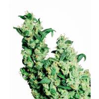Sensi Seeds - Jack Herer - 3 fem