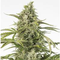 Dinafem - Auto Cheese CBD - 5 Auto