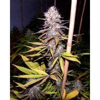 Soma Seeds - Lavender - 5 fem