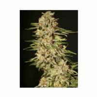 Eva Seeds - Papa's Candy - 3 Fem