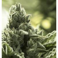 Eva Seeds - Furious Candy - 3 Fem