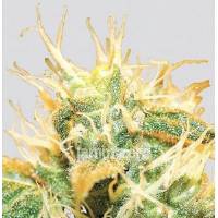 The Sativa Seedbank (Nirvana Seeds) Auto Jock Horror 5 fem