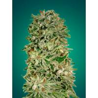 Advanced Seeds - Shark Widow CBD - 1 Fem