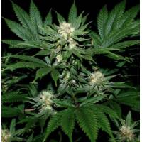 Mr. Nice - Ortega - 15 Regular