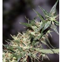 Mr. Nice - Mango Haze - 15 REGULAR