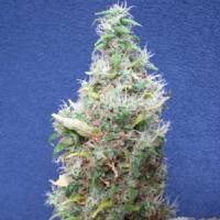 Mr. Nice - Walkabout - 15 REGULAR