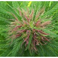 Mr. Nice - Nordle - 15 REGULAR