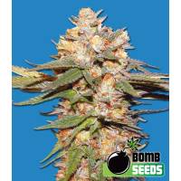 Bomb Seeds - Auto Big Bomb - 5 auto
