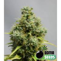 Bomb Seeds - Big Bomb - 5 fem