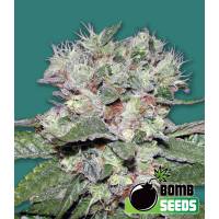 Bomb Seeds - CBD Bomb - 5 fem
