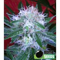 Bomb Seeds - Auto Bomb - 5 auto