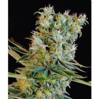 Genehtik - Amnesia Bilbo - 1 fem