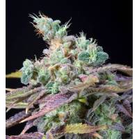 Genehtik - Txomango - 1 fem