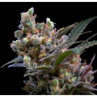 Genehtik - Kritical Bilbo - 1 fem