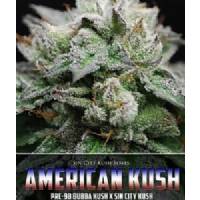 Alphakronik Seeds - American Kush 5 regular