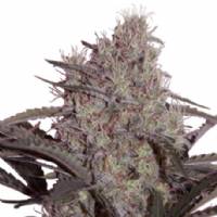 Seed Makers - Jack Widow 5 fem