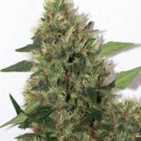 Mandala Seeds - Chill-OM 10 REGULAR