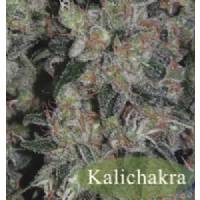 Mandala Seeds - Kalichakra 10 REGULAR