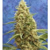 Mandala Seeds - Satori 10 REGULAR