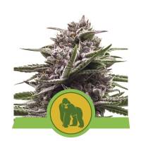Royal Queen Seeds - Royal Gorilla Automatic - 1 Auto