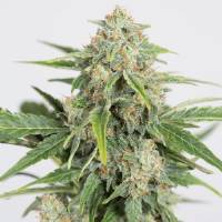 Dinafem - Auto Dinamed CBD 5 auto