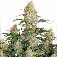 Dutch Passion - Auto Critical Orange Punch - 3 auto