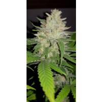 Dutch Passion - Critical Orange Punch - 3 Fem