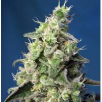 Sweet Seeds - Auto Green Poison XL 3+1